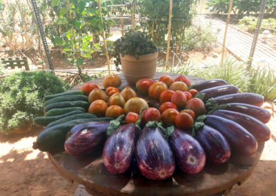 pepinos, calabacines, berenjenas y tomates recién recogidos en mesa de madera